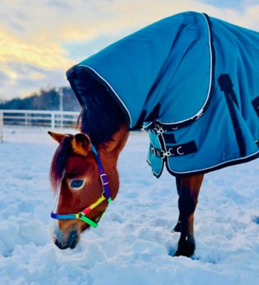 Image showing  1200 G Heavyweight 350 Gram Hooded Horse Blanket