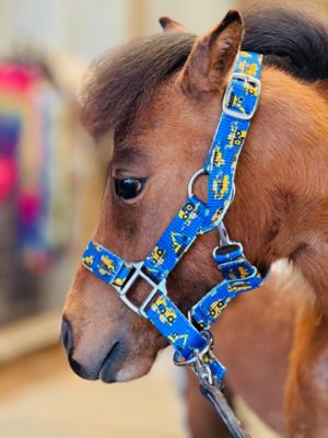 Image showing  Patterned Leather Stable Horse Halter