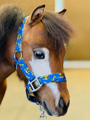 Image showing  Patterned Leather Stable Horse Halter