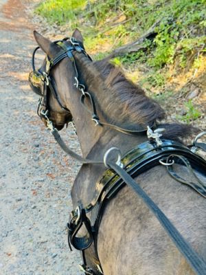 Star Point Horsemanship Miniature Horse Driving Complete Harness Set