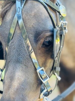 Image showing  Miniature Horse Driving Complete Harness Set