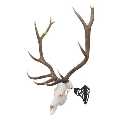 Allen New EZ Mount Magnum Skull Hanger, Black