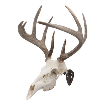 Allen New EZ Mount Skull Hanger, Fixed, Brown