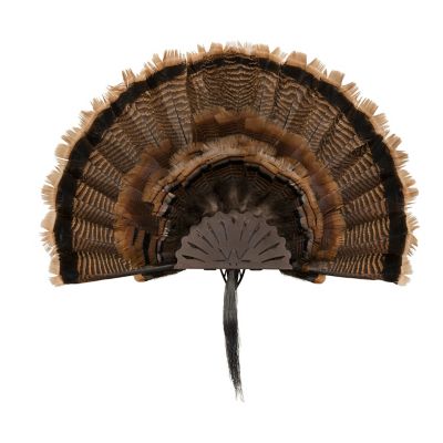 Allen New EZ Mount Turkey Fan Display, Brown