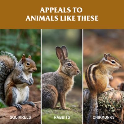 Image showing  Ear Corn Box, 40 lb.