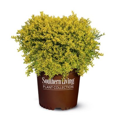 Southern Living Plant Collection 2 Gal. Touch of Gold Holly Shrub