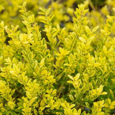 Image showing  2 gal. Touch of Gold Holly Shrub