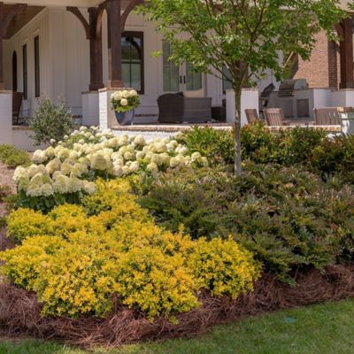 Image showing  2 gal. Touch of Gold Holly Shrub