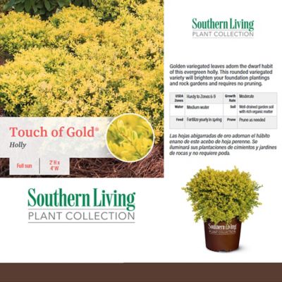 Image showing  2 gal. Touch of Gold Holly Shrub