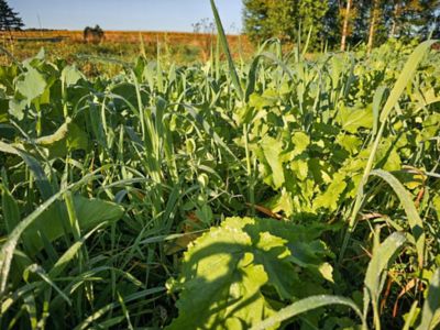 Image showing  Forage Factory Food Plot Mix