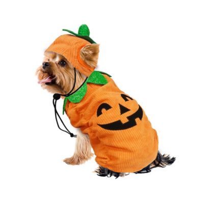 Best Furry Friends JOL Pumpkin Pet Costume