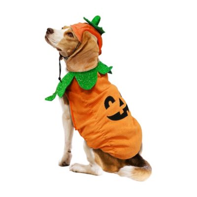 Image showing  JOL Pumpkin Pet Costume