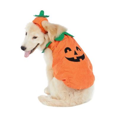 Image showing 6 th Best Furry Friends JOL Pumpkin Pet Costume
