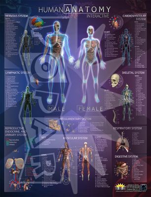 Flipo Human Anatomy Interactive Chart