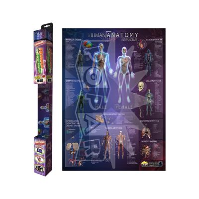 Image showing  Human Anatomy Interactive Chart