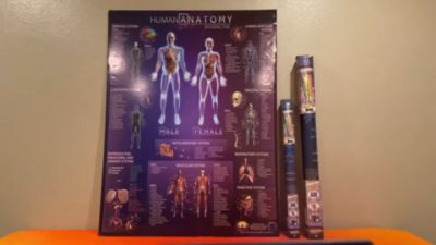 Image showing  Human Anatomy Interactive Chart