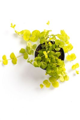 Image showing  1 pt. Lysmachia Potted Plant