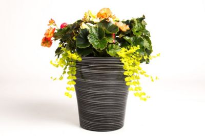 Image showing  1 pt. Lysmachia Potted Plant