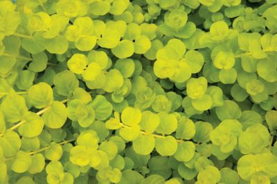 Image showing  1 pt. Lysmachia Potted Plant