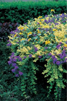 Image showing  1 pt. Lysmachia Potted Plant