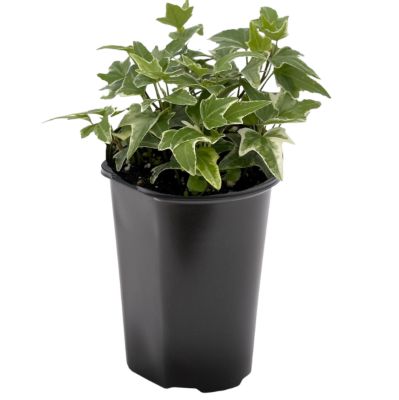 1 pt. Hedera Potted Plant