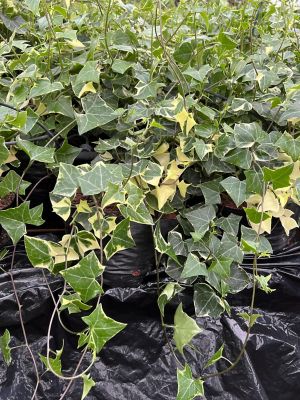 Image showing 1 pt. Hedera Potted Plant
