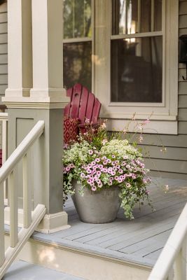 Image showing 1 pt. Hedera Potted Plant