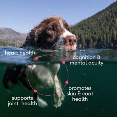 Image showing  Sockeye Salmon Oil for Dogs, 8 oz.