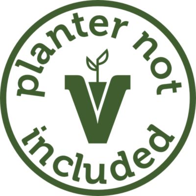 Image showing 7 th VegTrug Medium Classic Frame and Cover Set