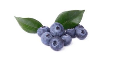 2.5 gal. Blueberry Hanging Basket
