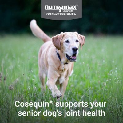 Image showing  Senior Joint Health Dog Supplment, 60 ct.
