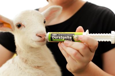 Image showing  DuraIgnite Sheep & Goat, 30mL