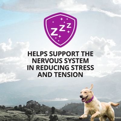 Image showing  Calming Aid with Melatonin Soft Chews for Dogs, 90 ct.