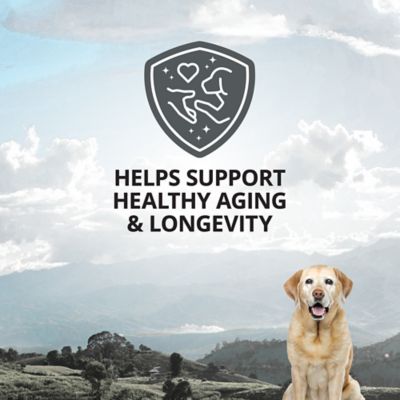Image showing  Healthy Aging 5-in-1 Supplement Soft Chews for Senior Dogs, 90 ct.
