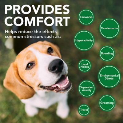 Image showing  Comfort Calm Soft Dog Supplement Chews, 90 ct.