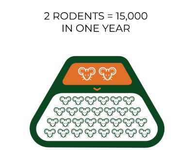 Image showing  Soft Bait Formulated for Rats, 3 lb.