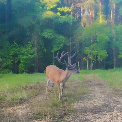 Image showing  MaxRack Mineral Feed & Attractant, Acorn Vanilla