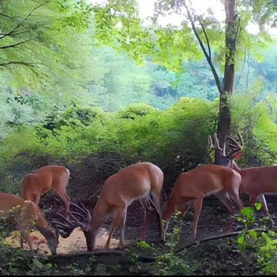 Image showing 9 th UGLYBUCK MaxRack Mineral Feed and Attractant, Acorn Vanilla