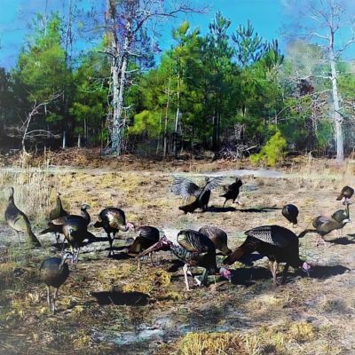 Image showing 9 th UGLYBUCK MaxRack Mineral Feed & Attractant, Persimmon