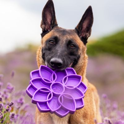 Image showing  Mandala Etray Shallow Slow Feeder