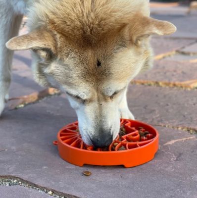 Image showing  Yin Yang Etray Shallow Slow Feeder