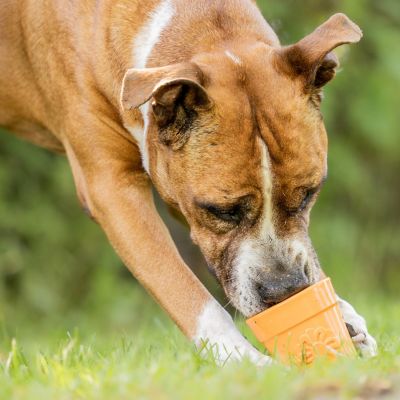 Image showing 7 th SodaPup Flower Pot Ecup Treat Dispenser