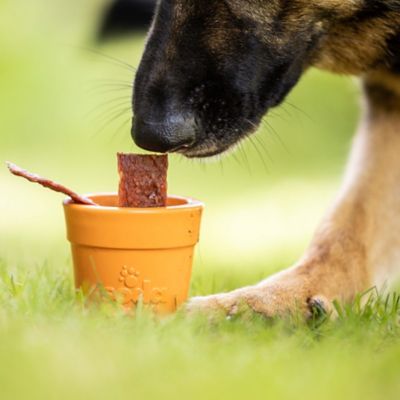 Image showing 8 th SodaPup Flower Pot Ecup Treat Dispenser
