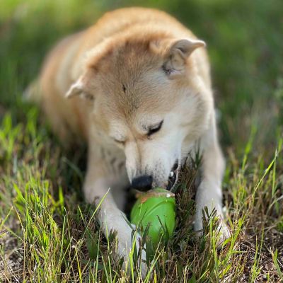 Image showing 5 th SodaPup Pup-X Gnome Treat Dispenser