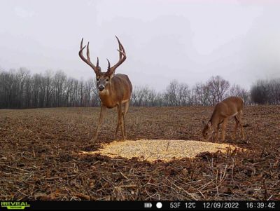 Image showing  Pre-Game Premium Sweet Berry Pelleted Deer Feed, 40 lb. Bag