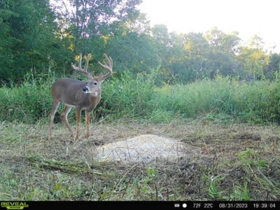 Image showing  Pre-Game Premium Sweet Berry Pelleted Deer Feed, 40 lb. Bag