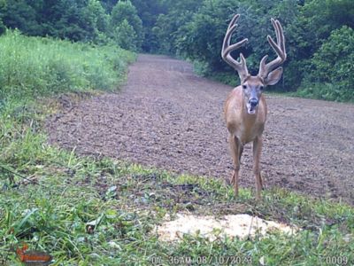 Image showing  Pre-Game Premium Sweet Berry Pelleted Deer Feed, 40 lb. Bag