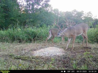 Image showing 8 th Domain Outdoor Pre-Game Premium Sweet Berry Pelleted Deer Feed, 40 lb. Bag