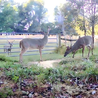 Image showing  MaxRack Mineral Feed & Attractant, Wild Grape