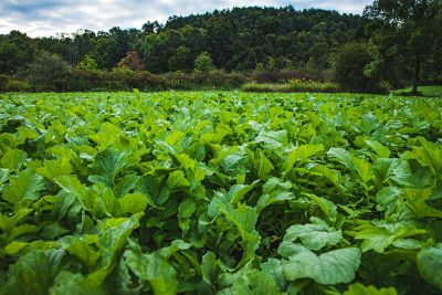 Image showing  Imperial Whitetail Ravish Radish, 2.5 lbs.